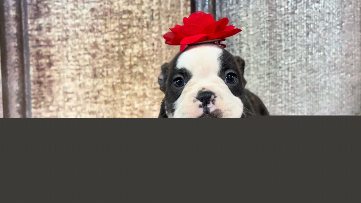 English Frenchie F 2219