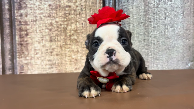 English Frenchie F 2219