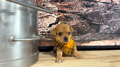 Yorkiepoo M 8858