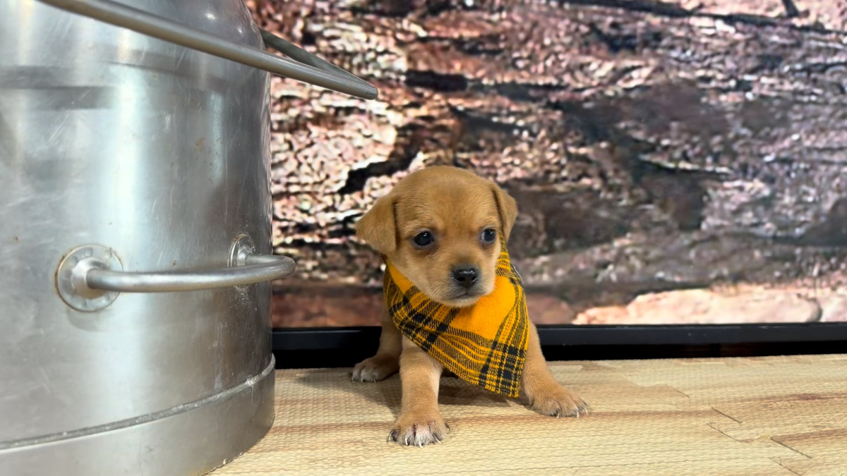 Yorkiepoo M 8858
