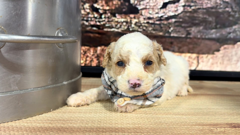 Mini Goldendoodle Funny Face M 8906
