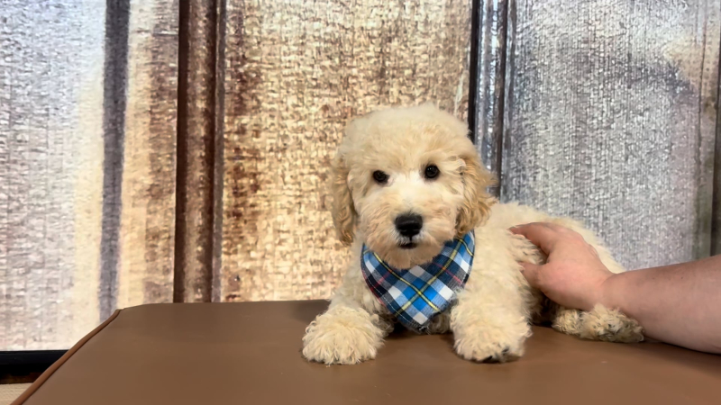 Mini F1B Goldendoodle M 2261
