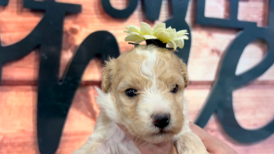 Mini Goldendoodle Fancy F 4968