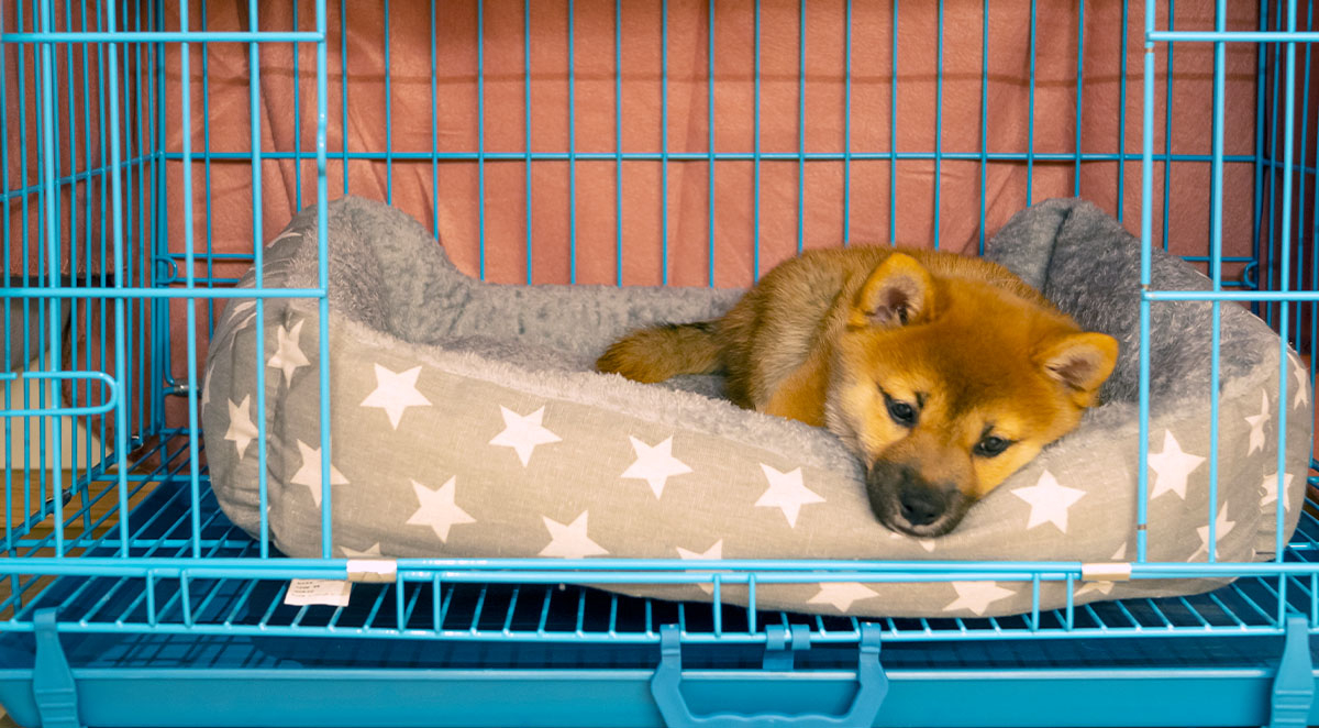 Unlocking Freedom: Safely Leaving Your Potty-Trained Puppy Home Alone
