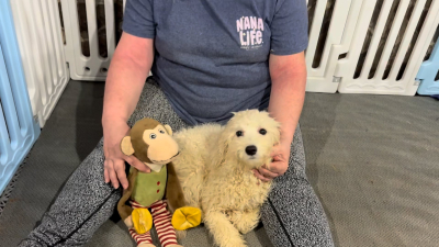 Maltipoo F 5130