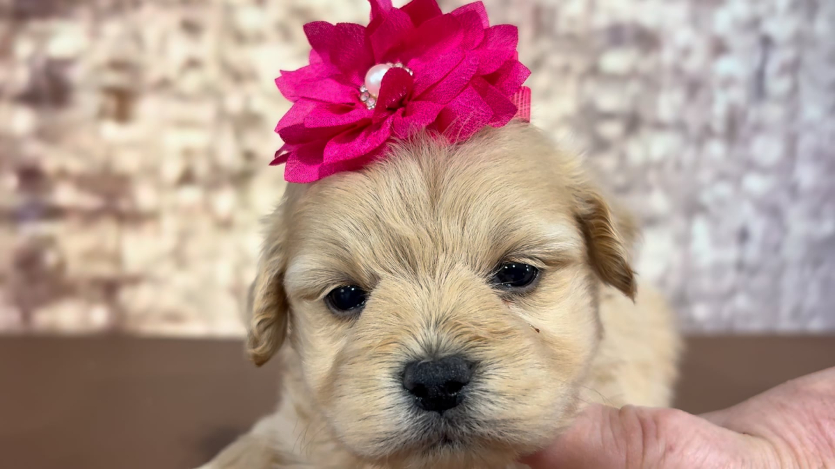 Teacup Maltipoo puppies Deposit to choose