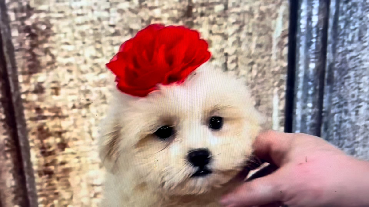 Toy Malshipoo F 5114