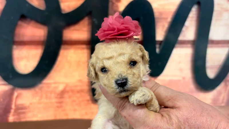 Maltipoo F 4705