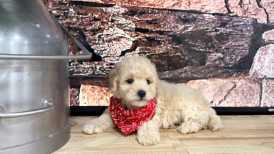 Maltipoo M 9634