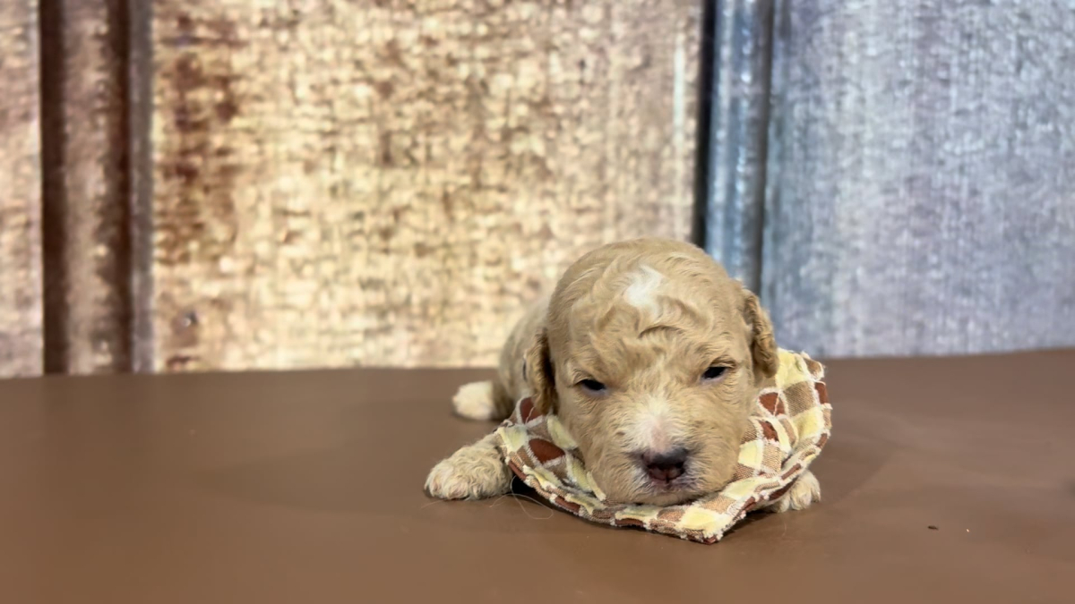 Toy Maltipoo M 2287