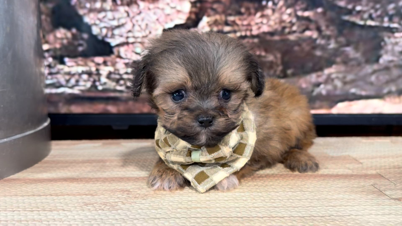 Shihpoo M 9398