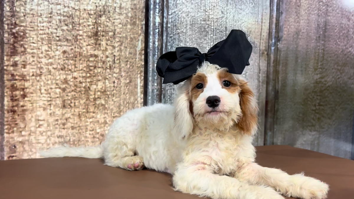 Mini F1BB Golden Doodle F 6759