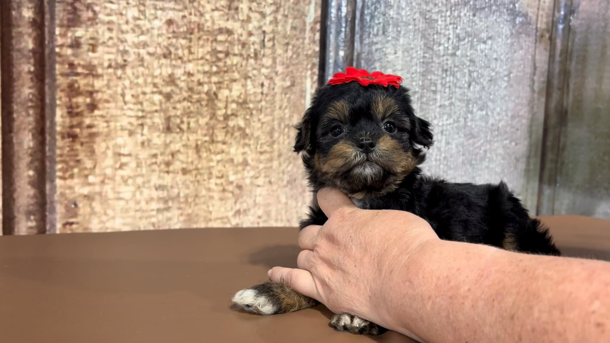 Teacup Teddypoo F 2169