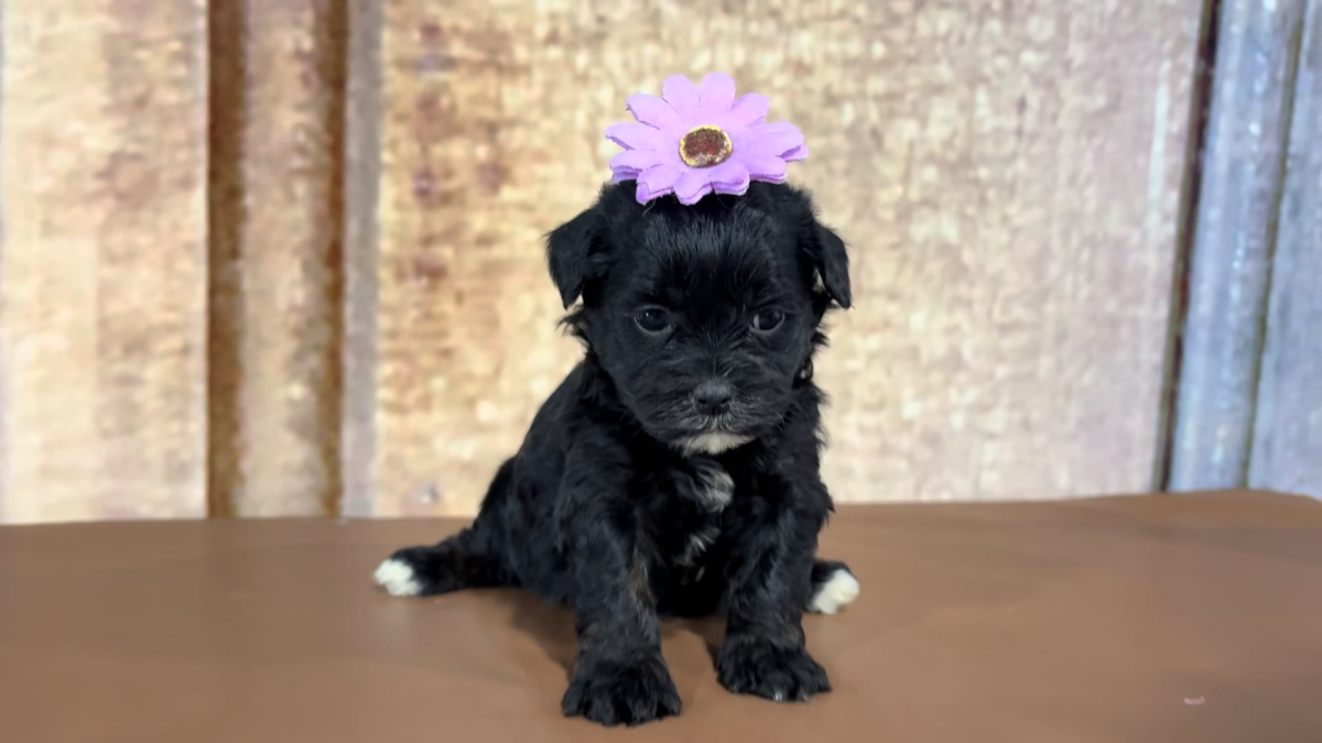 Maltipoo Female 5048