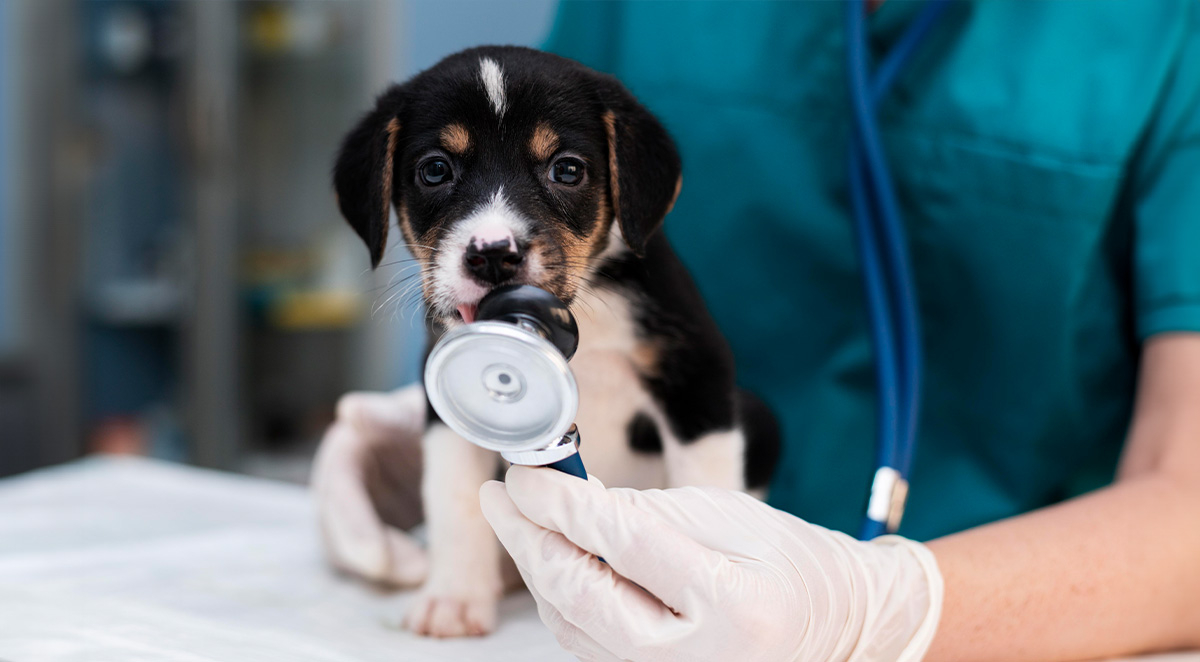 Puppy Preventative Care: A Quick Guide to Puppy Vaccines and Deworming