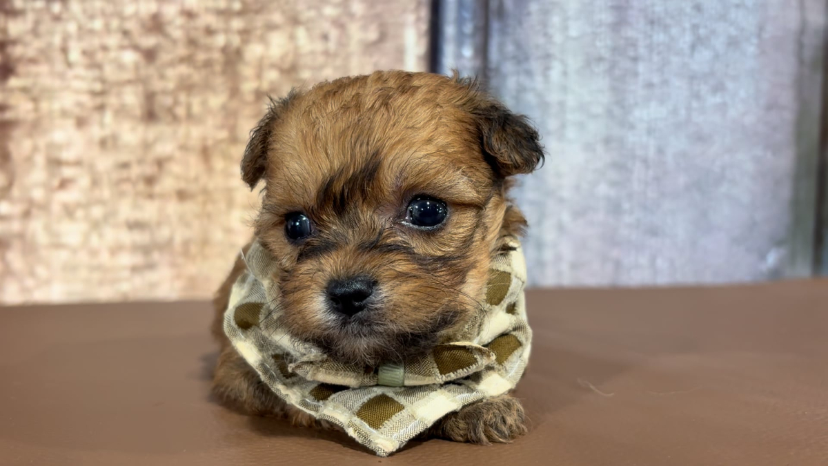 Teacup Morkiepoo M 2172