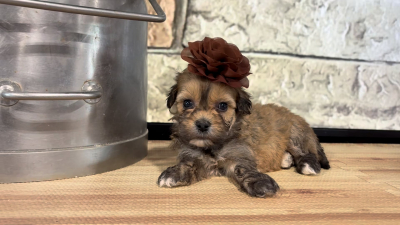 Teddypoo F 4798