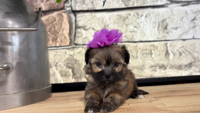 Maltipoo F 5066