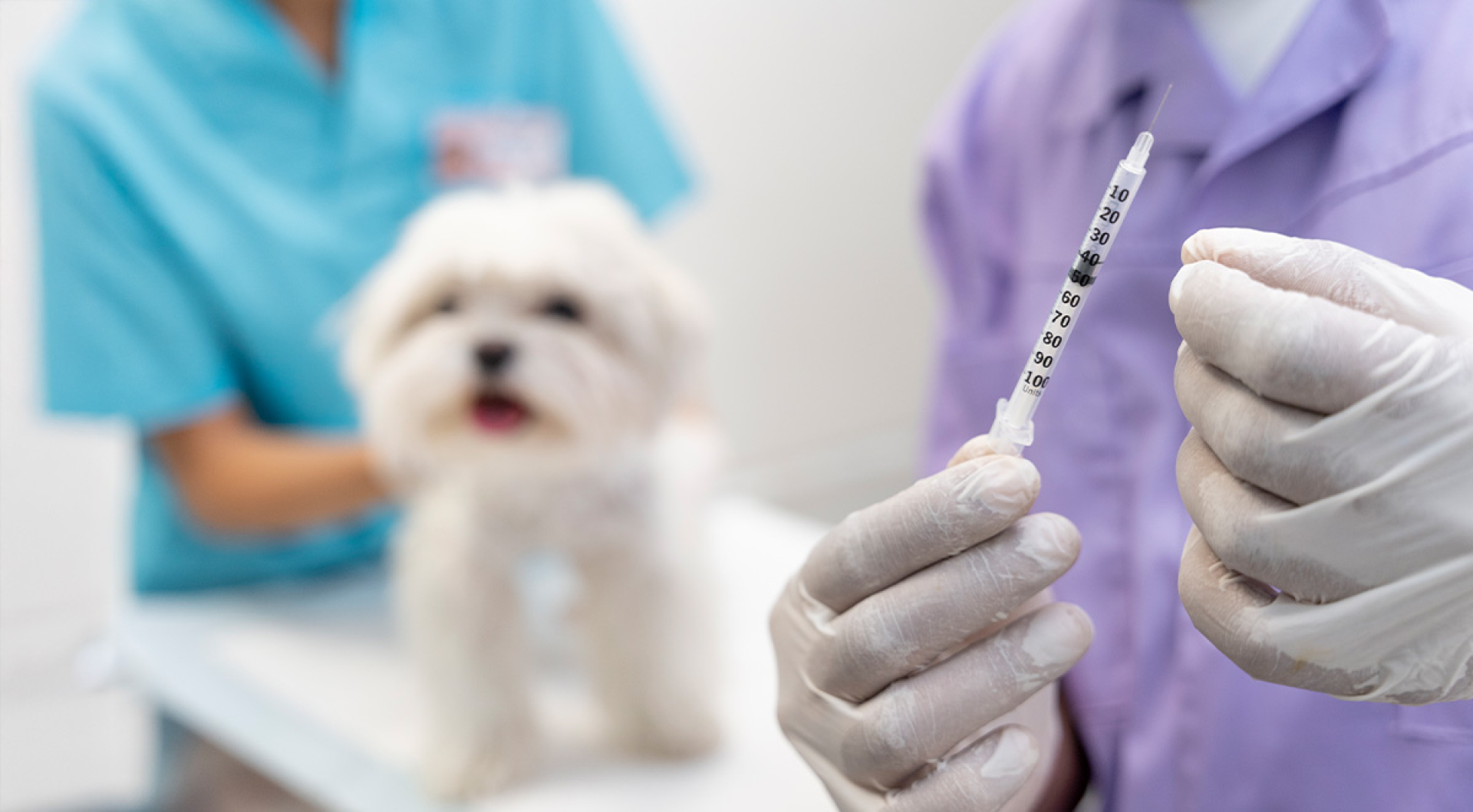 Understanding Puppy Vaccination Schedules: A Breeder's Perspective