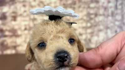 Maltipoo Female 5046