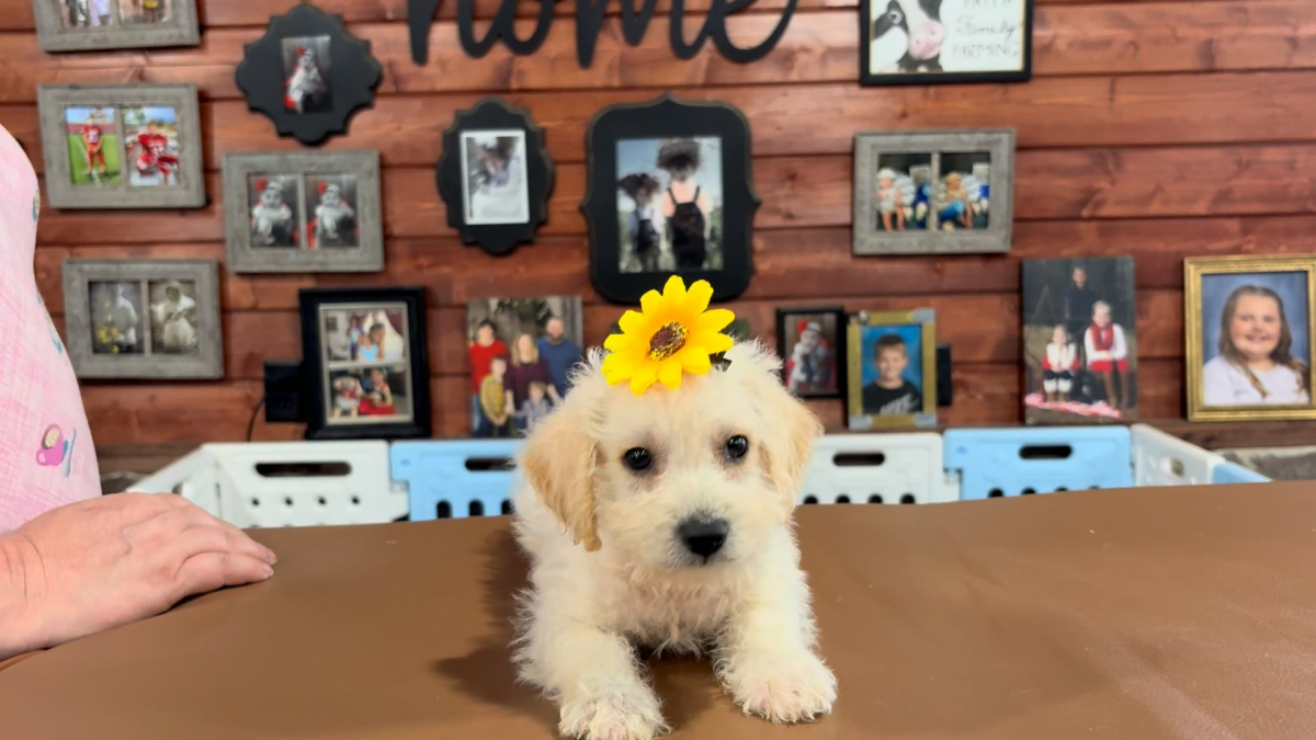 Maltipoo Female 5046