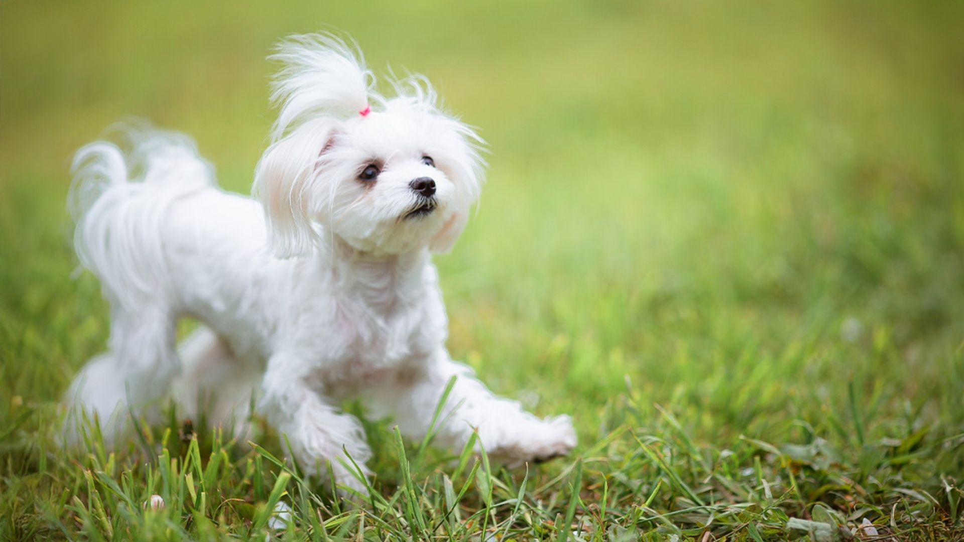 Styling Your Maltese: A Comprehensive Guide To The Best Haircuts