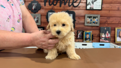 Maltipoo Male 4893