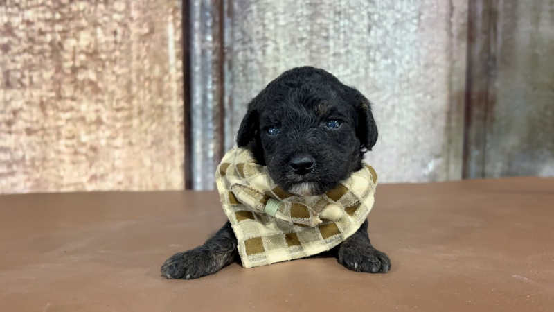 Toy F1BB Goldendoodle M 5103