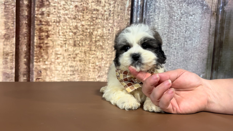 Teacup Teddypoo M 2166