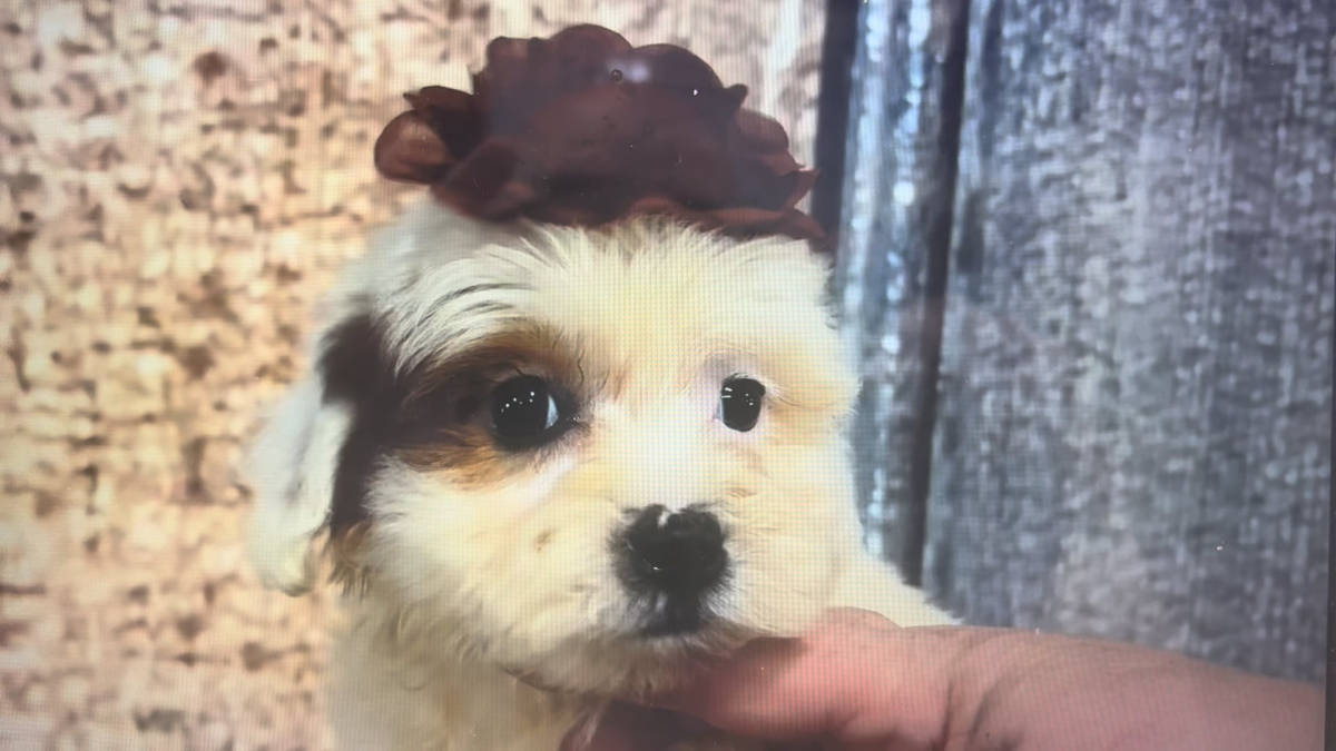 Teacup Morkiepoo F 4959