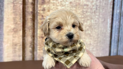 Maltipoo Male 4893