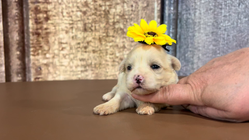 Toy Malshipoo F 5114