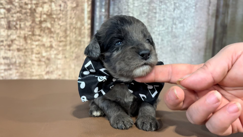 Toy F1BB Goldendoodle M 5106