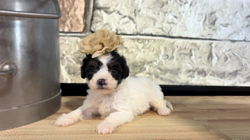 Maltipoo F 4793