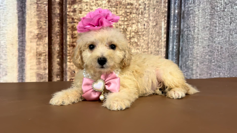 Teacup Chi-Poo F 3605