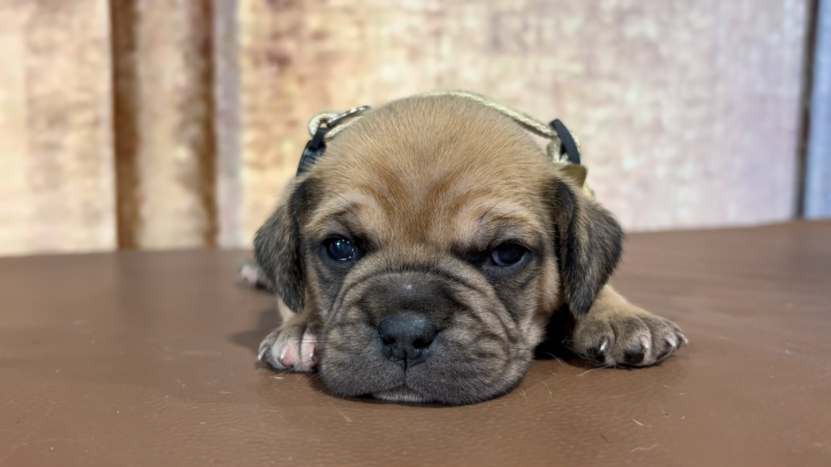 Frenchton M 5043
