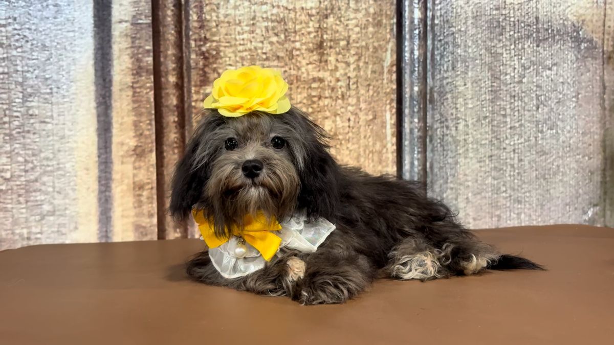 Mini Cavapoo F 2232