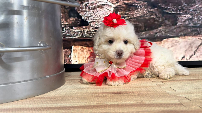 Maltipoo F 9640
