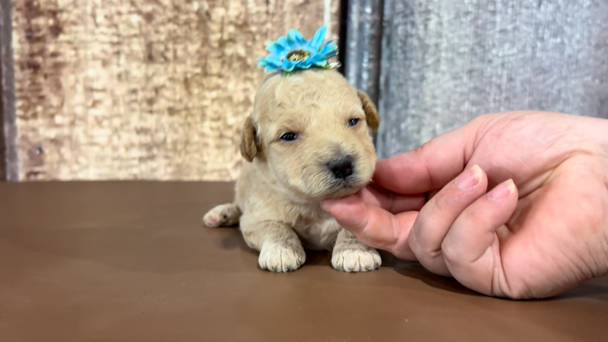 Toy Maltipoo F 5118