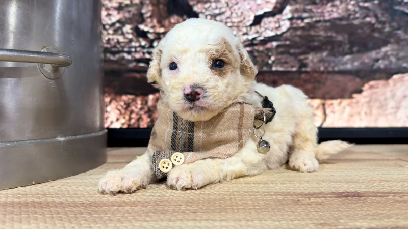 Mini Goldendoodle Funny Face M 8905