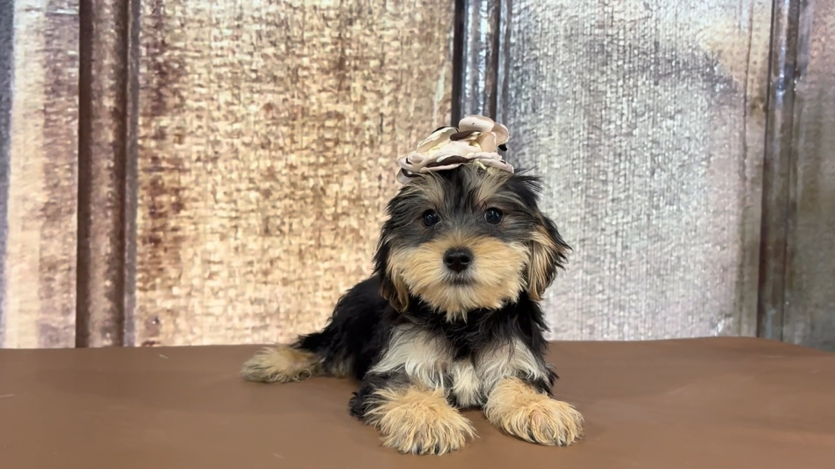 Toy Snorkiepoo (Schnoodle X Yorkiepoo) F 3397